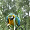 2011-08-14 stuif-in Kralingsebos